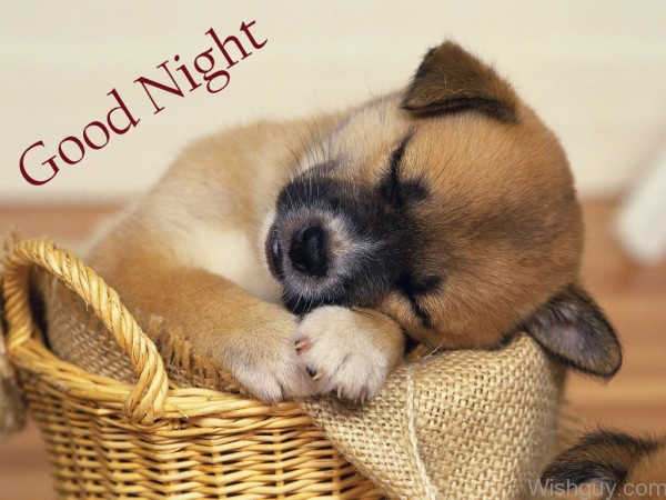 Cute Good Night Picture