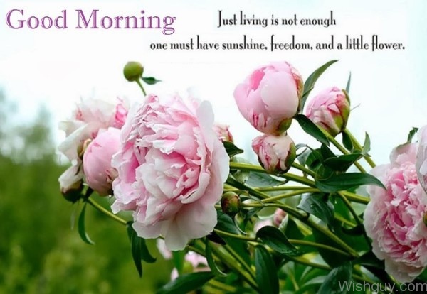 Morning Wish To All