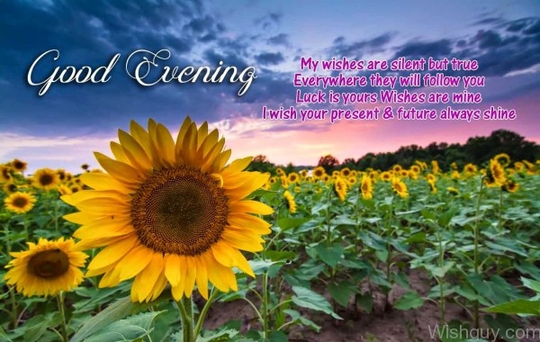 Have A Nice Good Evening