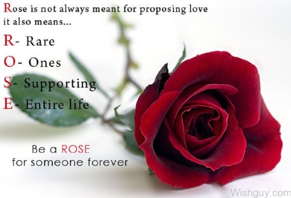 Be A Rose For Someone Forever-cm15