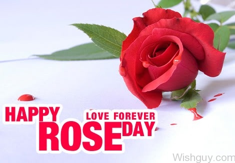 Happy Rose Day - Love Forever-cm120