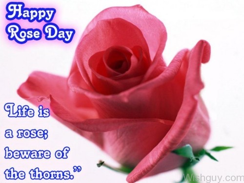 Happy Rose Day Pink Rose Image-cm125