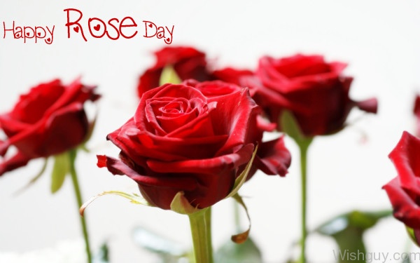 Happy Rose Day-cm132