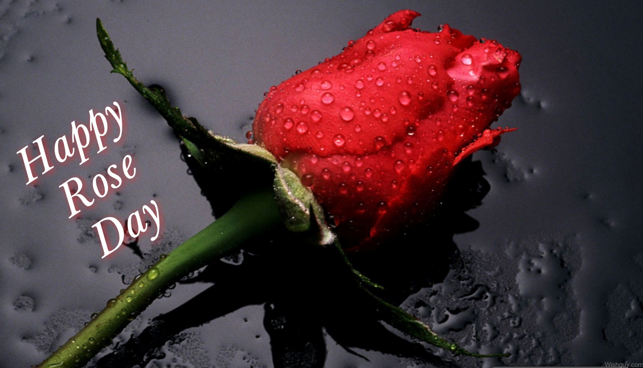 Image Of Happy Rose Day - Wishes, Greetings, Pictures – Wish Guy