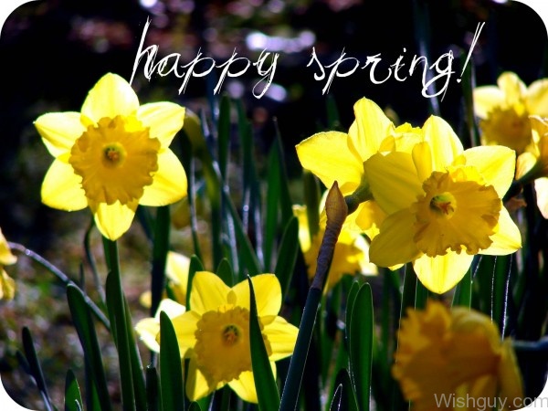 Happy Spring To All You-wg6052