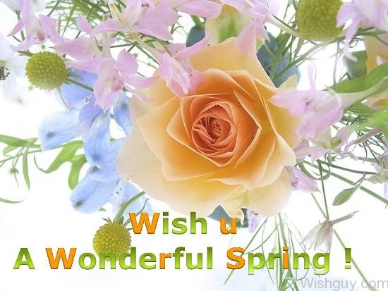 Wish You A Wonderful Spring-wg6112