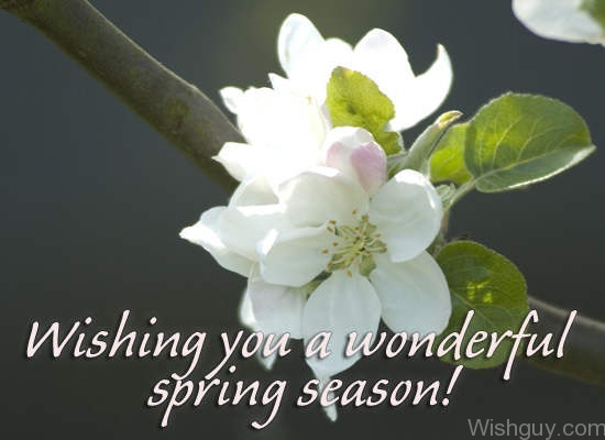Wishing You A Wonderful Spring Season-wg6117