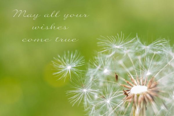 May All Your Wishes Come True  - Image