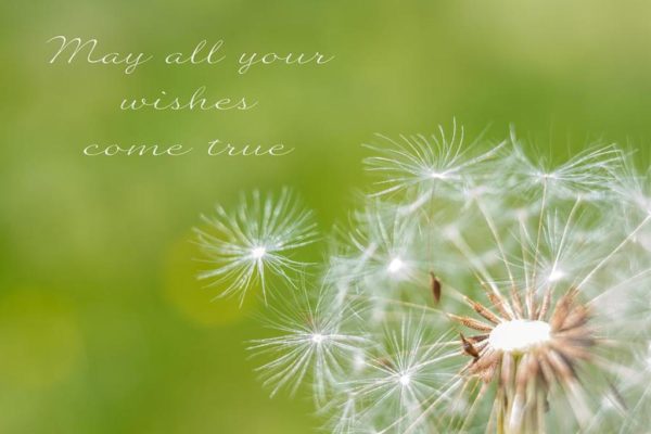 May All Your Wishes Come True  - Image